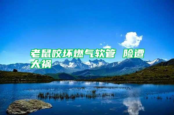 老鼠咬坏燃气软管 险遭大祸