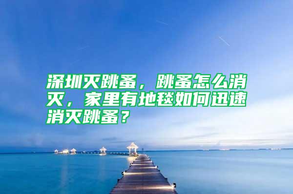 深圳灭跳蚤，跳蚤怎么消灭，家里有地毯如何迅速消灭跳蚤？