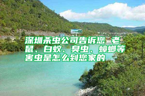 深圳杀虫公司告诉您 老鼠、白蚁、臭虫、蟑螂等害虫是怎么到您家的