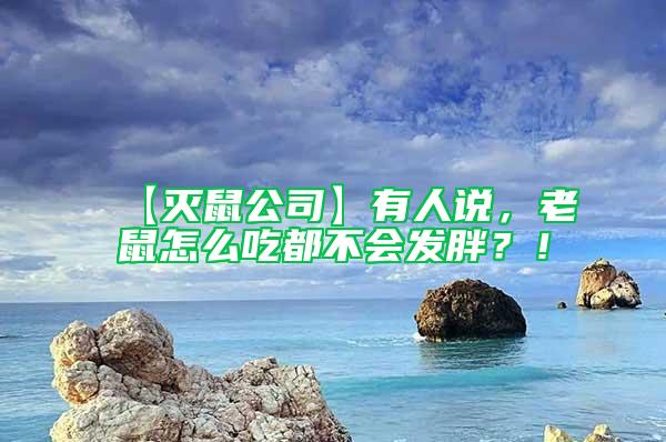 【灭鼠公司】有人说，老鼠怎么吃都不会发胖？！