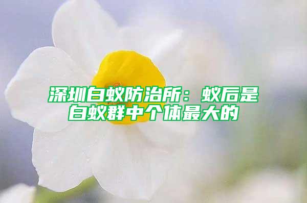 深圳白蚁防治所：蚁后是白蚁群中个体最大的