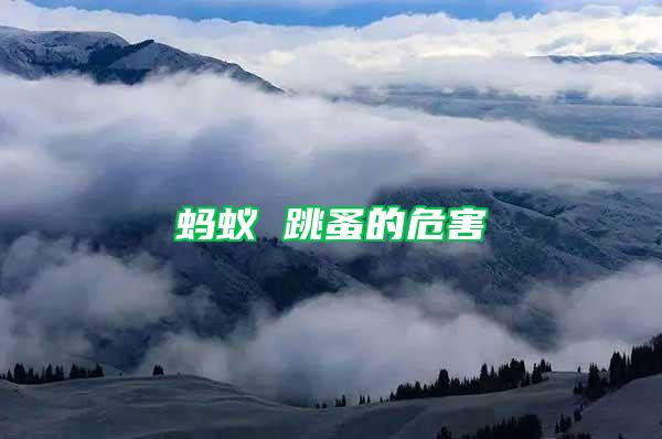 蚂蚁 跳蚤的危害