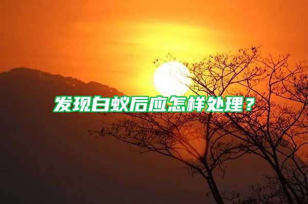 发现白蚁后应怎样处理？