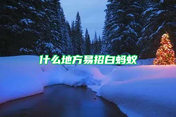 什么地方易招白蚂蚁