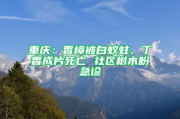 重庆：香樟被白蚁蛀、丁香成片死亡 社区树木盼急诊