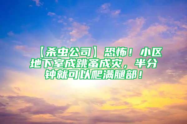 【杀虫公司】恐怖！小区地下室成跳蚤成灾，半分钟就可以爬满腿部！