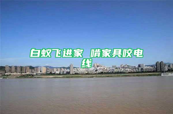白蚁飞进家 啃家具咬电线
