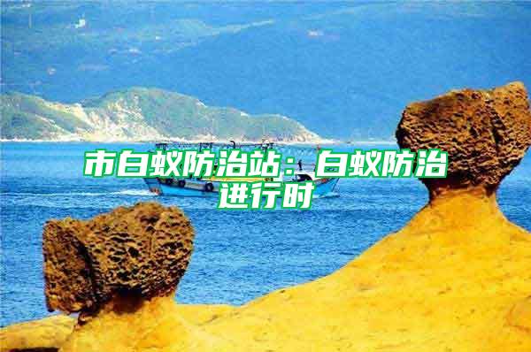 市白蚁防治站：白蚁防治进行时