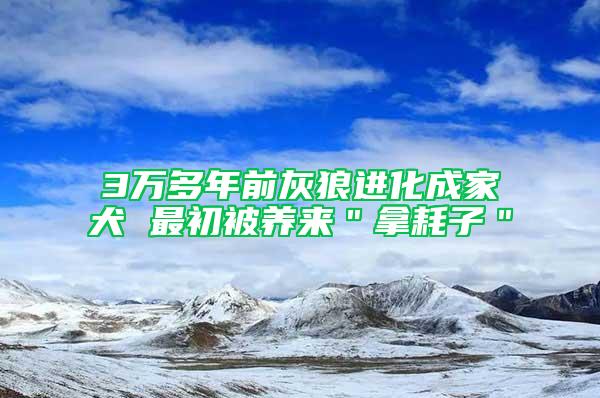 3万多年前灰狼进化成家犬 最初被养来＂拿耗子＂