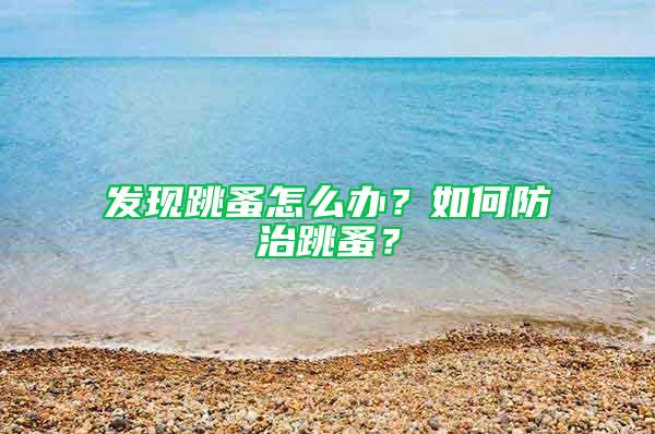 发现跳蚤怎么办？如何防治跳蚤？