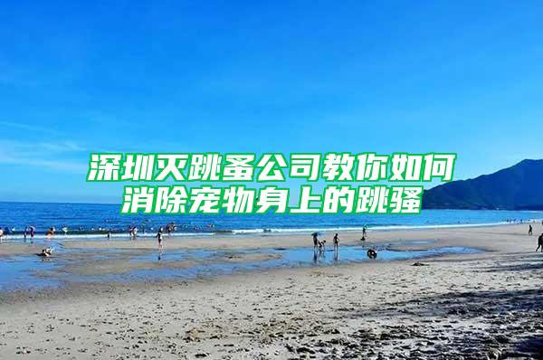 深圳灭跳蚤公司教你如何消除宠物身上的跳骚