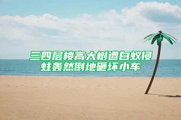 三四层楼高大树遭白蚁侵蛀轰然倒地砸坏小车
