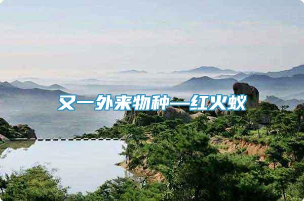 又一外来物种—红火蚁
