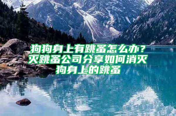 狗狗身上有跳蚤怎么办？灭跳蚤公司分享如何消灭狗身上的跳蚤