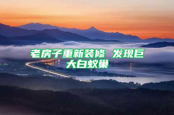 老房子重新装修 发现巨大白蚁巢