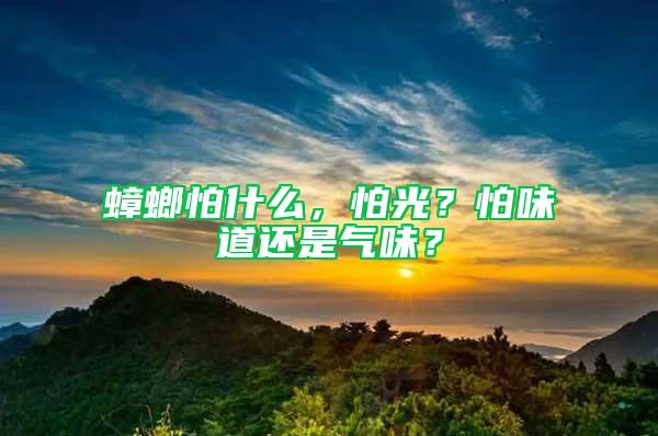 蟑螂怕什么，怕光？怕味道还是气味？