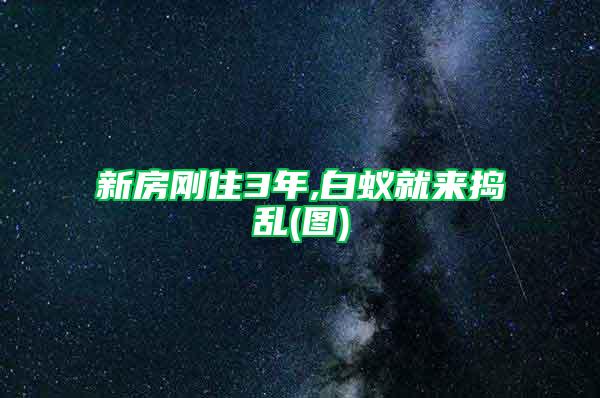 新房刚住3年,白蚁就来捣乱(图)