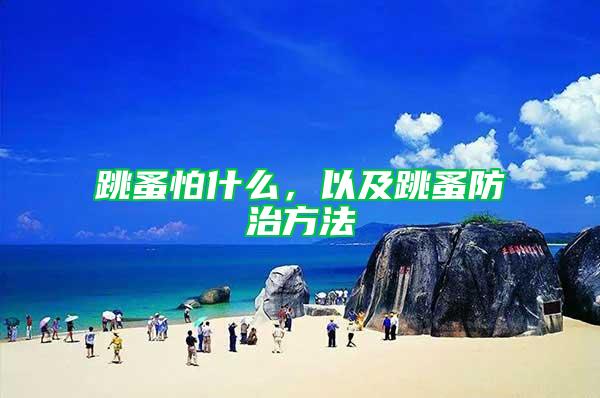 跳蚤怕什么，以及跳蚤防治方法