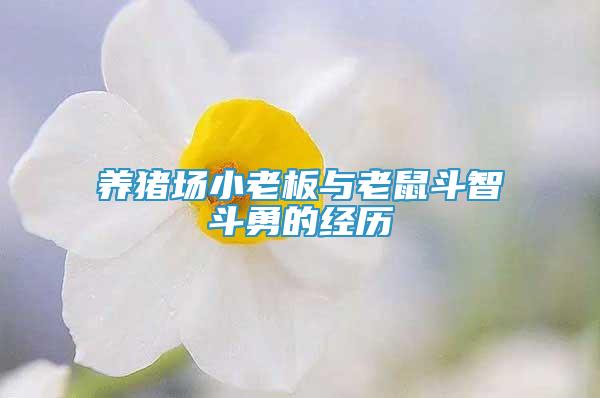 养猪场小老板与老鼠斗智斗勇的经历