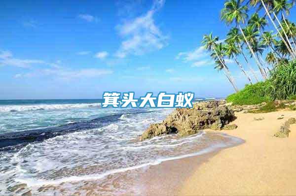 箕头大白蚁