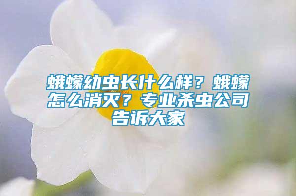 蛾蠓幼虫长什么样？蛾蠓怎么消灭？专业杀虫公司告诉大家