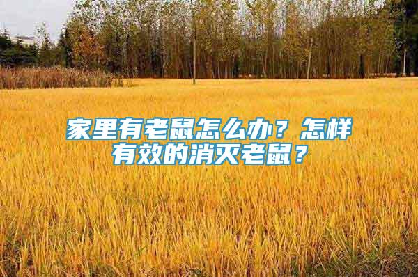 家里有老鼠怎么办？怎样有效的消灭老鼠？