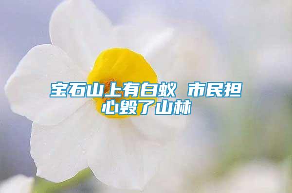 宝石山上有白蚁 市民担心毁了山林