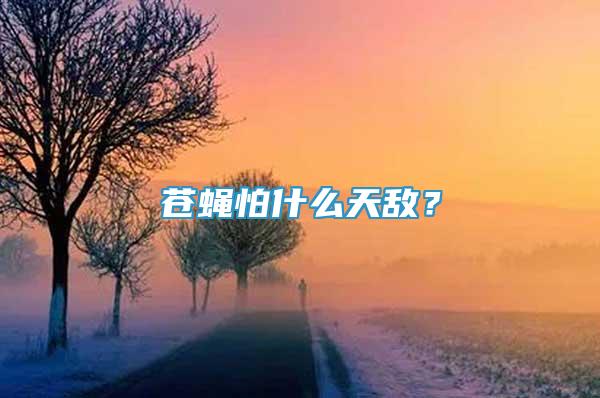 苍蝇怕什么天敌？