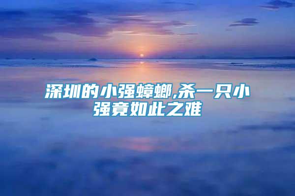 深圳的小强蟑螂,杀一只小强竟如此之难