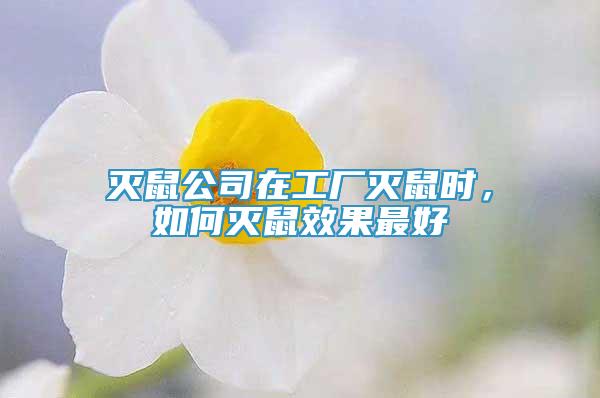 灭鼠公司在工厂灭鼠时，如何灭鼠效果最好