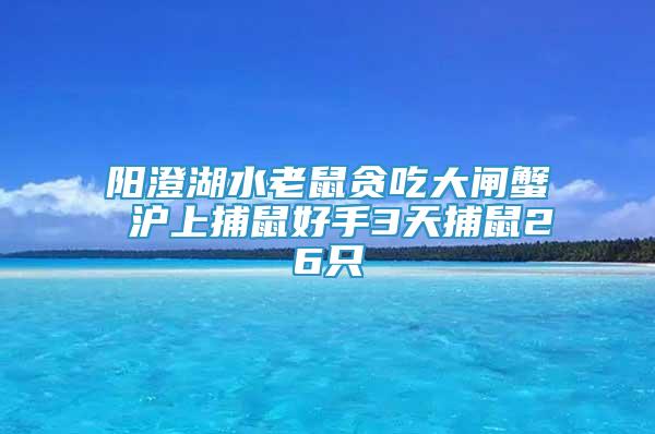 阳澄湖水老鼠贪吃大闸蟹 沪上捕鼠好手3天捕鼠26只