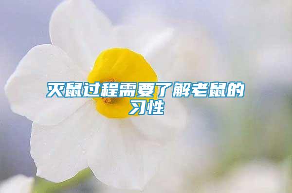 灭鼠过程需要了解老鼠的习性