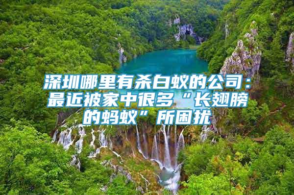 深圳哪里有杀白蚁的公司：最近被家中很多“长翅膀的蚂蚁”所困扰