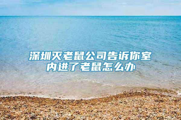 深圳灭老鼠公司告诉你室内进了老鼠怎么办