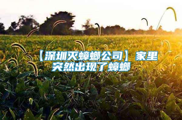 【深圳灭蟑螂公司】家里突然出现了蟑螂