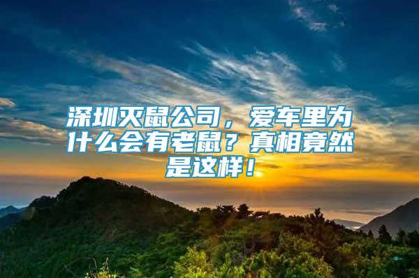 深圳灭鼠公司，爱车里为什么会有老鼠？真相竟然是这样！