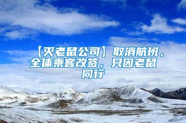 【灭老鼠公司】取消航班，全体乘客改签，只因老鼠同行