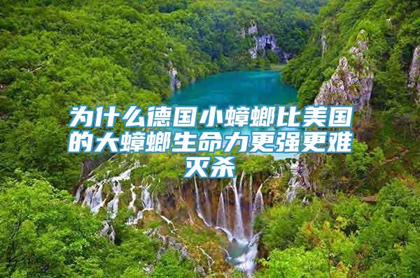 为什么德国小蟑螂比美国的大蟑螂生命力更强更难灭杀