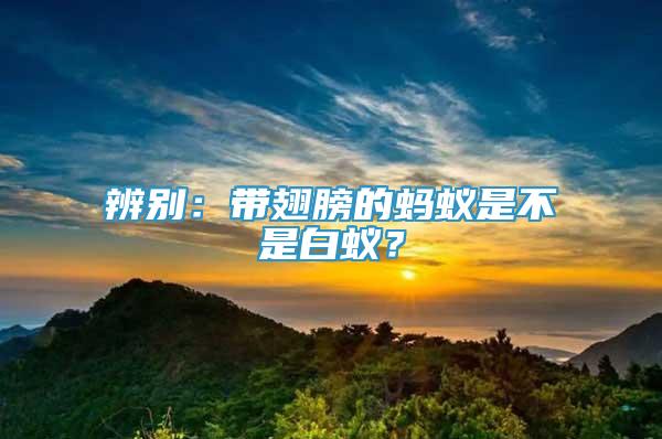 辨别：带翅膀的蚂蚁是不是白蚁？