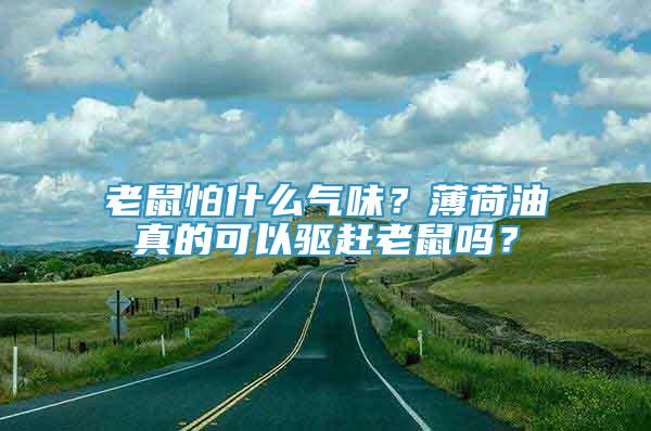 老鼠怕什么气味？薄荷油真的可以驱赶老鼠吗？