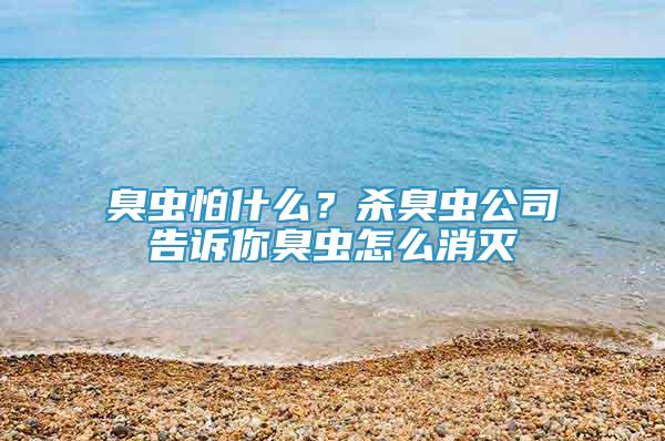 臭虫怕什么？杀臭虫公司告诉你臭虫怎么消灭