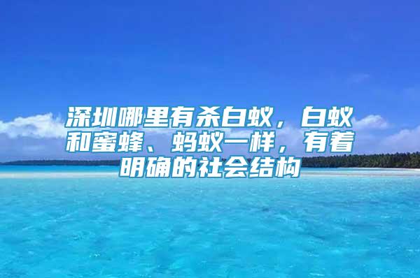 深圳哪里有杀白蚁，白蚁和蜜蜂、蚂蚁一样，有着明确的社会结构