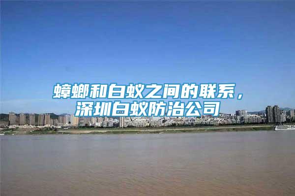 蟑螂和白蚁之间的联系，深圳白蚁防治公司