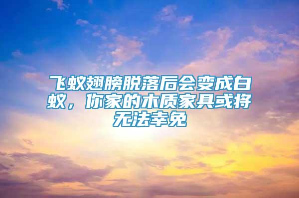 飞蚁翅膀脱落后会变成白蚁，你家的木质家具或将无法幸免