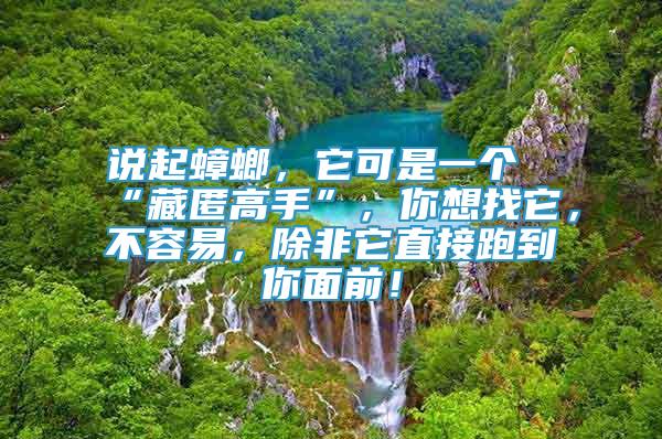 说起蟑螂，它可是一个“藏匿高手”，你想找它，不容易，除非它直接跑到你面前！