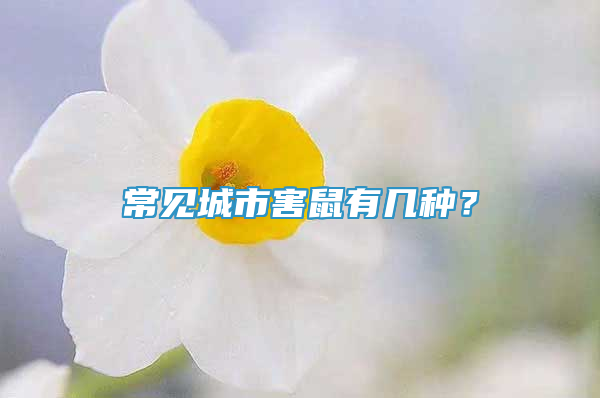 常见城市害鼠有几种？