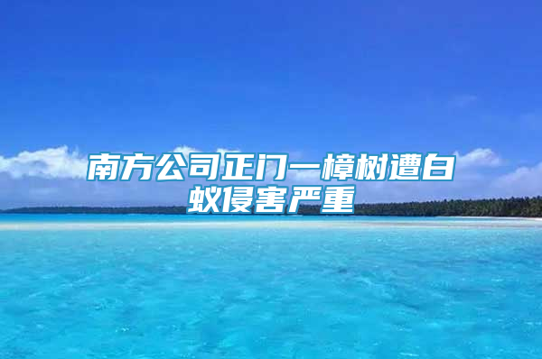 南方公司正门一樟树遭白蚁侵害严重