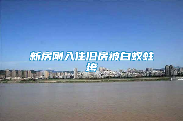 新房刚入住旧房被白蚁蛀垮