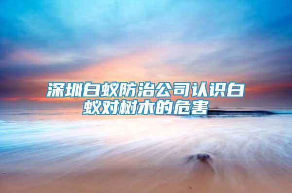 深圳白蚁防治公司认识白蚁对树木的危害