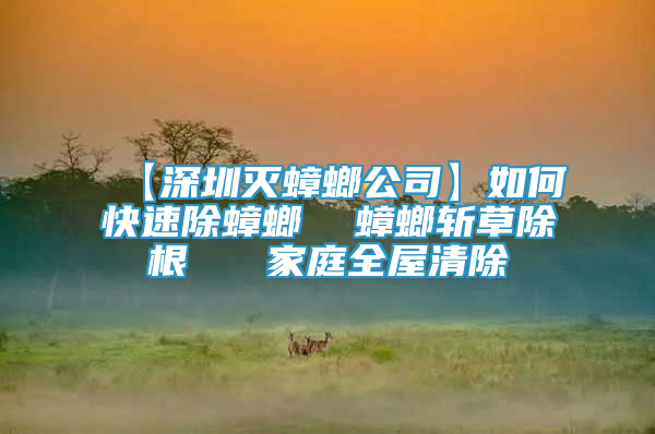 【深圳灭蟑螂公司】如何快速除蟑螂  蟑螂斩草除根   家庭全屋清除